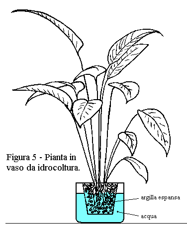 Coltura idroponica