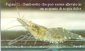 Gamberetto