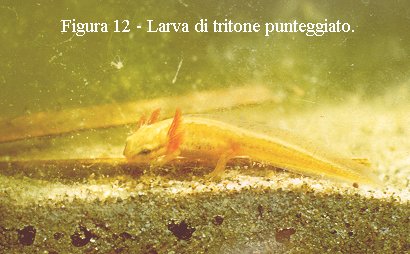Tritone punteggiato