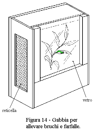 Gabbia per allevare bruchi