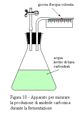 fermentazione alcoolica