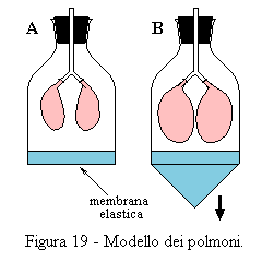 Modello dei polmoni