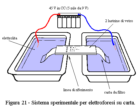 Elettroforesi su carta