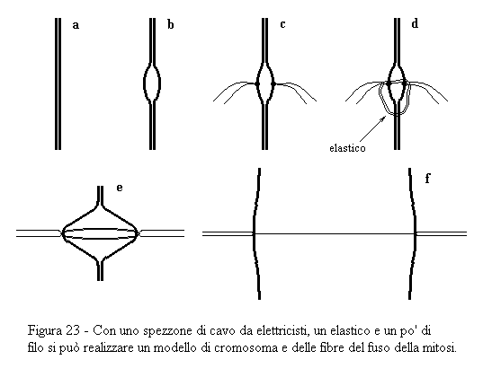 Modello di mitosi